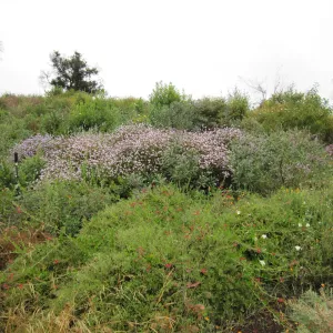 wildflowers on th Porter Trail, one year after the Jesusita Fire