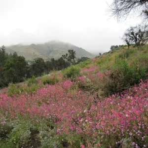 wildflowers on th Porter Trail, one year after the Jesusita Fire