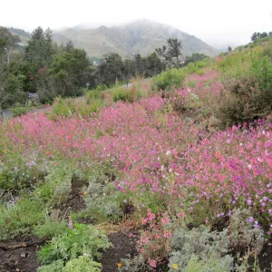wildflowers on th Porter Trail, one year after the Jesusita Fire
