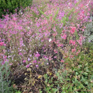 wildflowers on the Porter Trail, one year after the Jesusita Fire