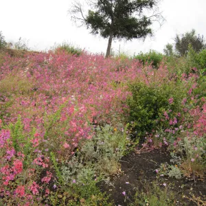wildflowers on th Porter Trail, one year after the Jesusita Fire
