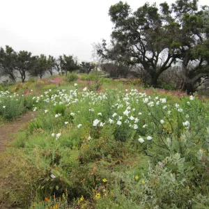 wildflowers on th Porter Trail, one year after the Jesusita Fire
