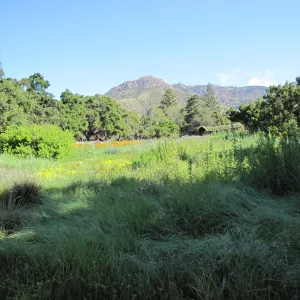 Haven, Herb Parker structure in the Meadow