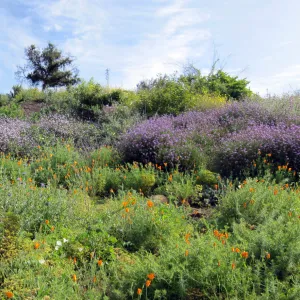 Porter Trail wildflowers, after the Jesusita Fire