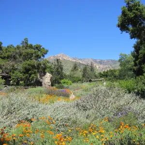 Meadow view, one year after the Jesusita Fire