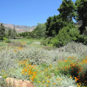 Meadow view, one year after the Jesusita Fire