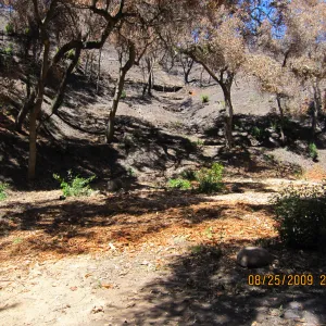 after trees were removed along the Canyon Trail, Mission Canyon after the Jesusita Fire