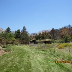 Meadow lawn