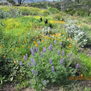Porter Trail wildflowers, after the Jesusita Fire
