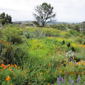 Porter Trail wildflowers, after the Jesusita Fire