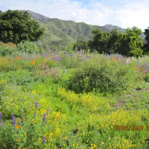 Porter Trail wildflowers, after the Jesusita Fire