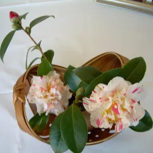 ikebana, floral arrangement