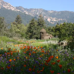 Toad Hall, wildflowers in the Meadow