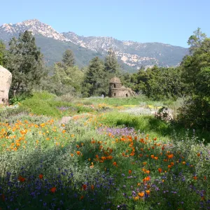 Toad Hall, wildflowers in the Meadow