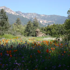 Toad Hall, wildflowers in the Meadow