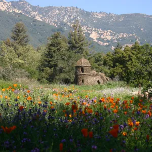 Toad Hall, wildflowers in the Meadow