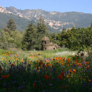 Toad Hall, wildflowers in the Meadow