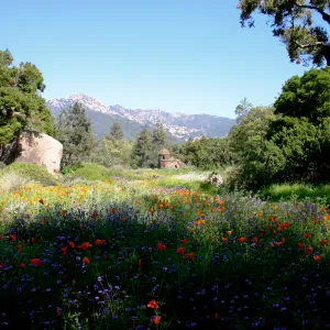 Toad Hall, wildflowers in the Meadow