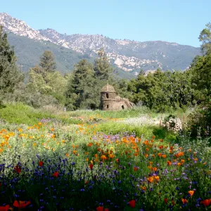 Toad Hall, wildflowers in the Meadow