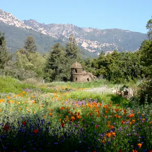 Toad Hall, wildflowers in the Meadow
