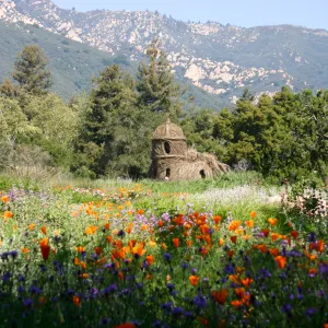 Toad Hall, wildflowers in the Meadow