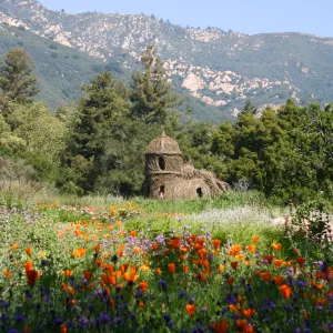 Toad Hall, wildflowers in the Meadow