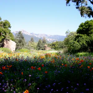 Toad Hall, wildflowers in the Meadow