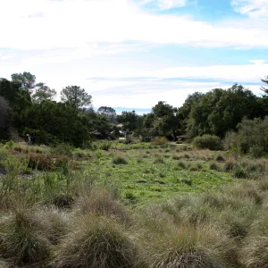 Meadow view to Santa Cruz Island
