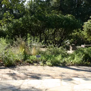Common yarrow, Home Demonstartion Garden border planting