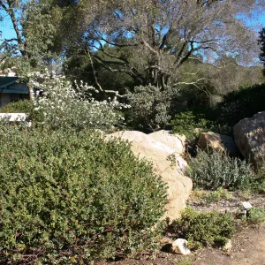 Manzanita section, behind the Cottage