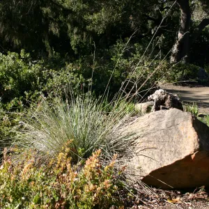 Manzanita section, behind the Cottage