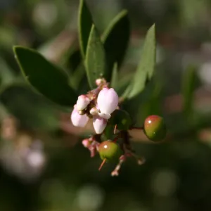 Manzanita flowers and fruits, SBBG Manzanita Section