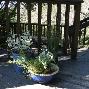 potted plants on the Home Demonstration Deck