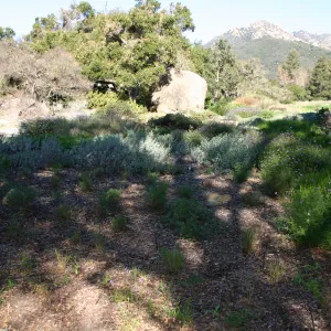 Ground Cover Display, lower Meadow Section