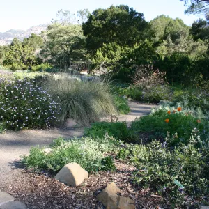 Ground Cover Display, lower Meadow Section