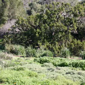 Meadow