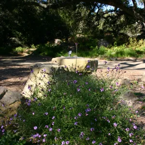 drinking fountain, under the Meadow Oaks, Verbena lilacina â€˜De La Mina'