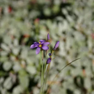 Sisyrinchium inflorescence