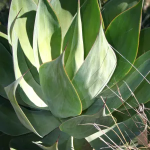 Agave (Century Plant)