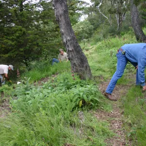 SBBG grounds crew weeding on the Porter Trail slope