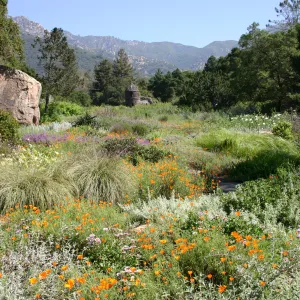 SBBG Meadow view, wildflower display