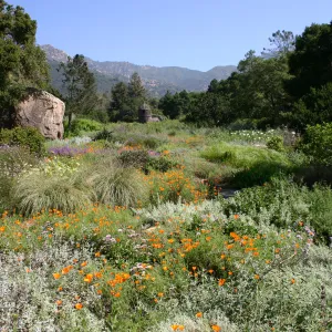 SBBG Meadow view, wildflower display