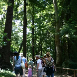 Docent tour in the Redwood Section