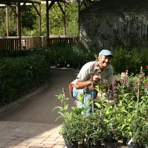 Manuel Gonzalez, setting up, Fall Plant Sale, 2006
