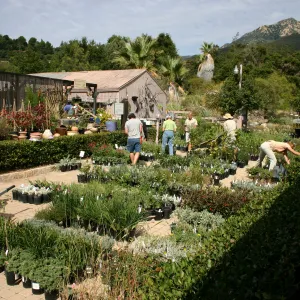 staff and volunteers setting up in the Courtyard, Fall Plant Sale, 2006