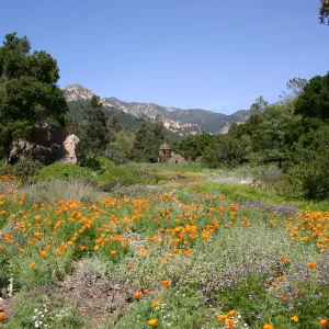 Toad Hall, Wildflowers in the Meadow, Blaksley Boulder, La Cumbre Peak