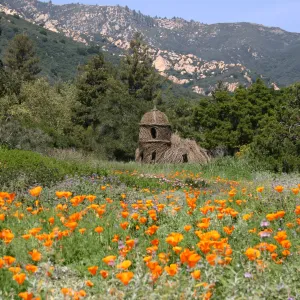 Toad Hall, Wildflowers in the Meadow