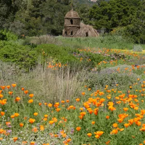 Toad Hall, Wildflowers in the Meadow