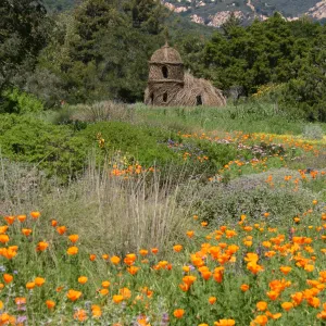 Toad Hall, Wildflowers in the Meadow