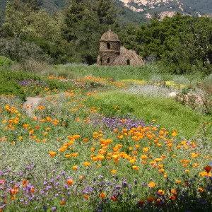 Toad Hall, Wildflowers in the Meadow